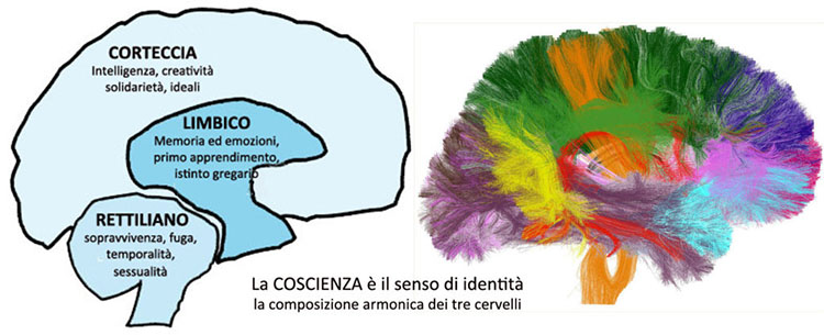Cervello (diagramma)